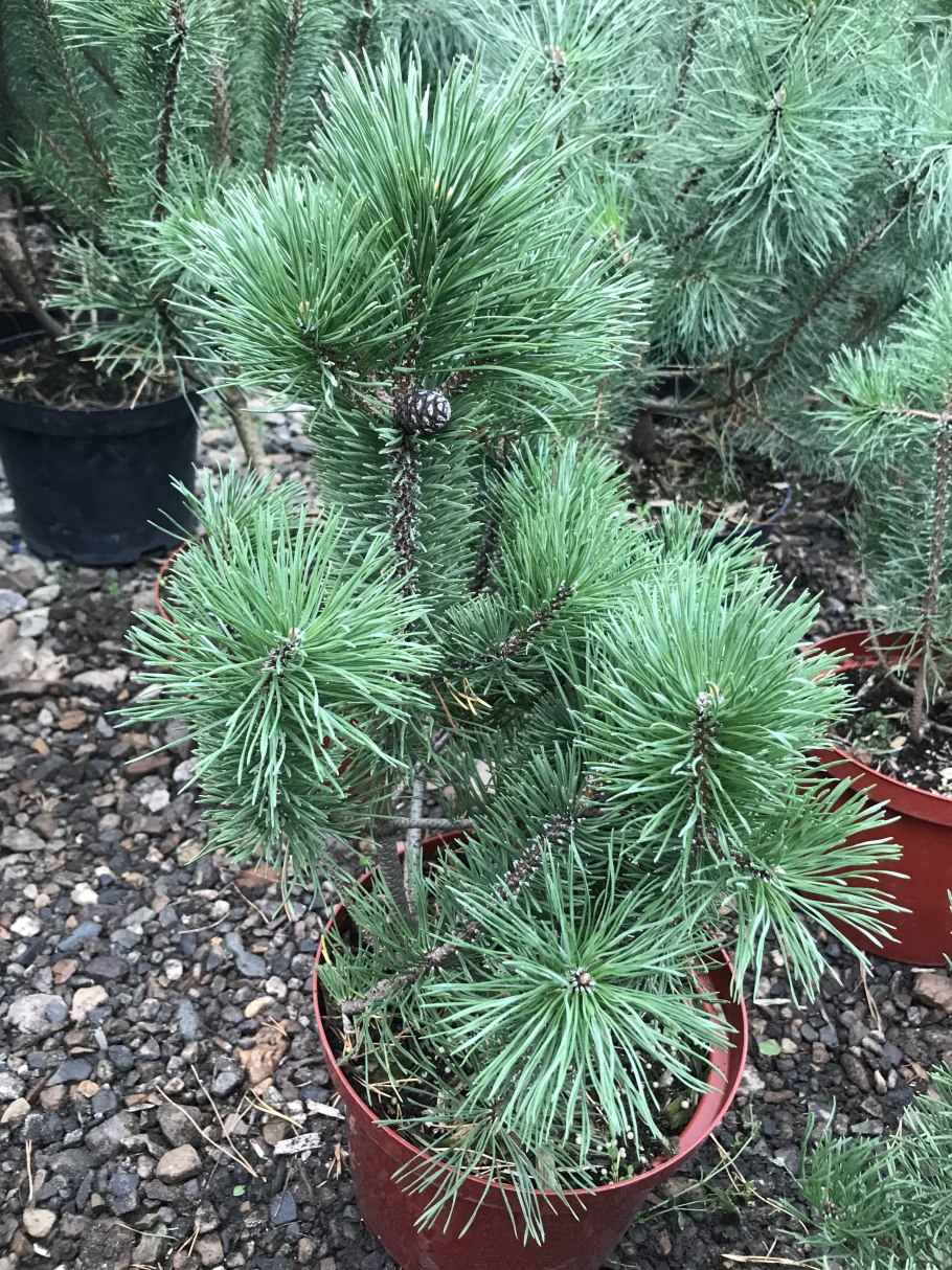 Сосна обыкновенная «Watereri» на штамбе