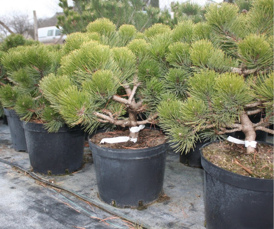 Сосна Тунберга Pinus thunbergii