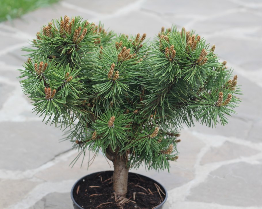 Сосна Тунберга Котобуки