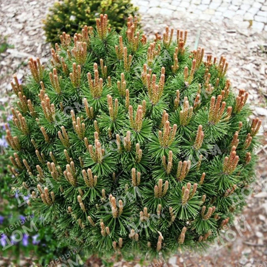 Ель колючая Bialobok