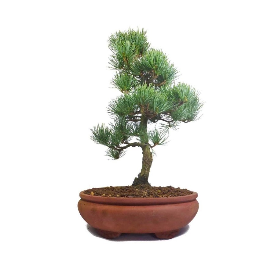 Империал Гарден бонсай