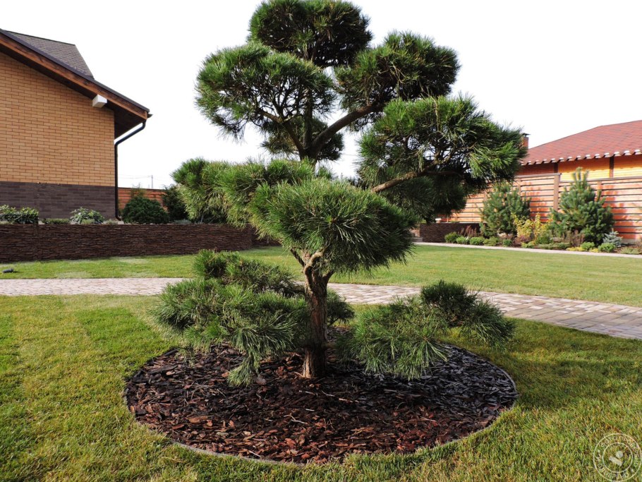 Сосна Горная бонсай ниваки