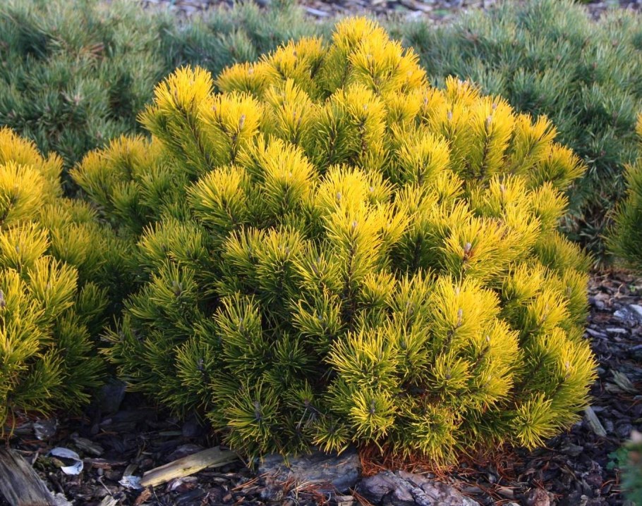 Хвойники сосна можжевельник