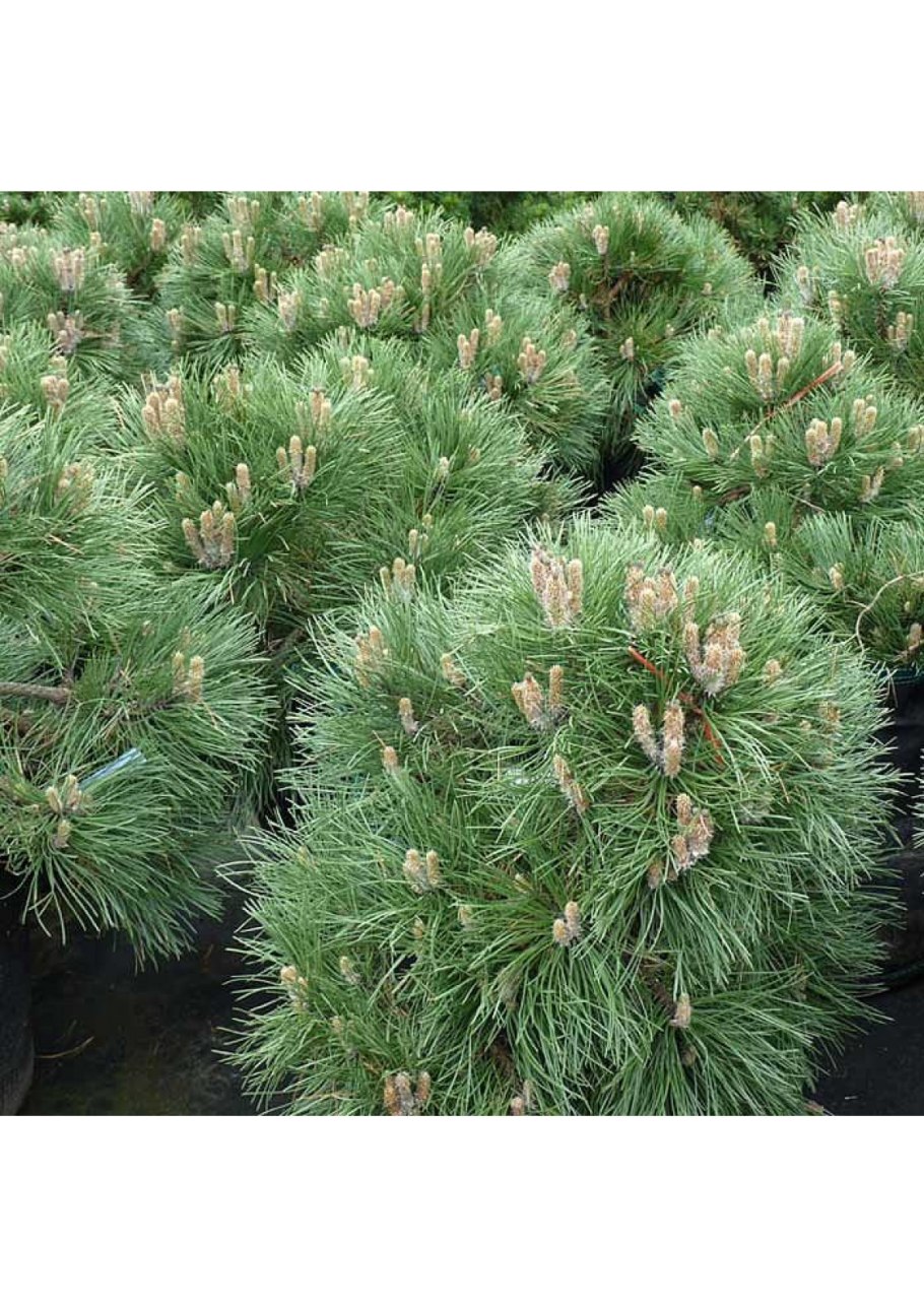 Сосна Кедровый стланик