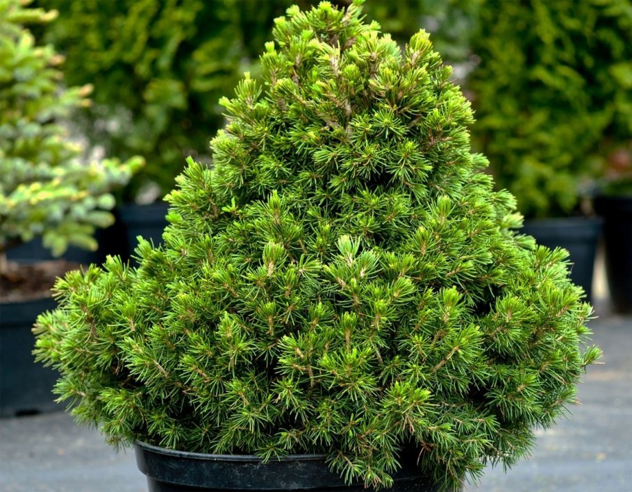 Сосна Pinus strobus Fastigiata