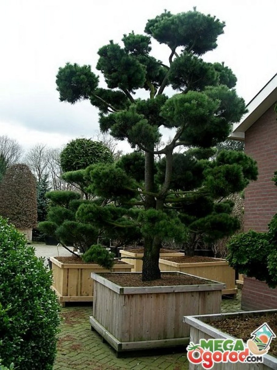 Растение хвойное Conifer