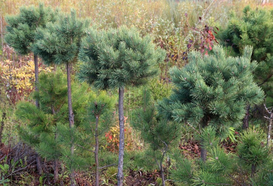 Туя Смарагд и Даника