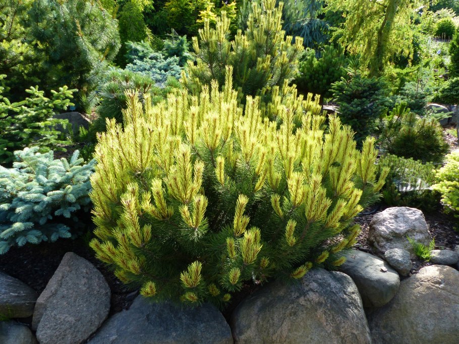 Ель pungens Lucky Strike