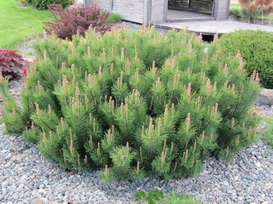 Picea pungens Bialobok