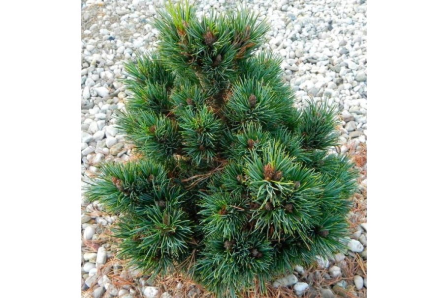 Сосна Горная Якобсен