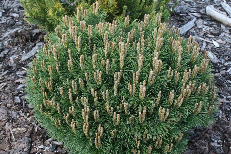 Сосна Pinus Sylvestris