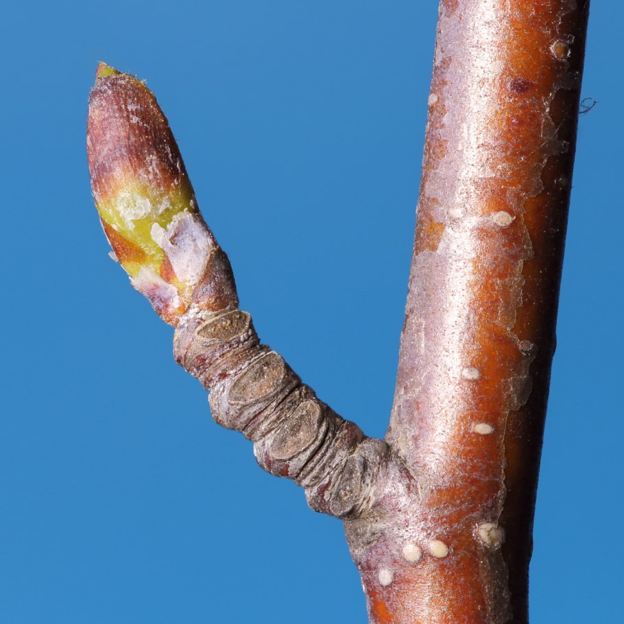 Побеги Betula зимой