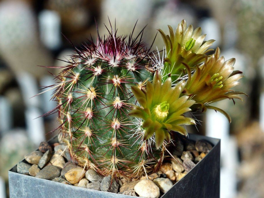 Echinocereus viridiflorus sb876