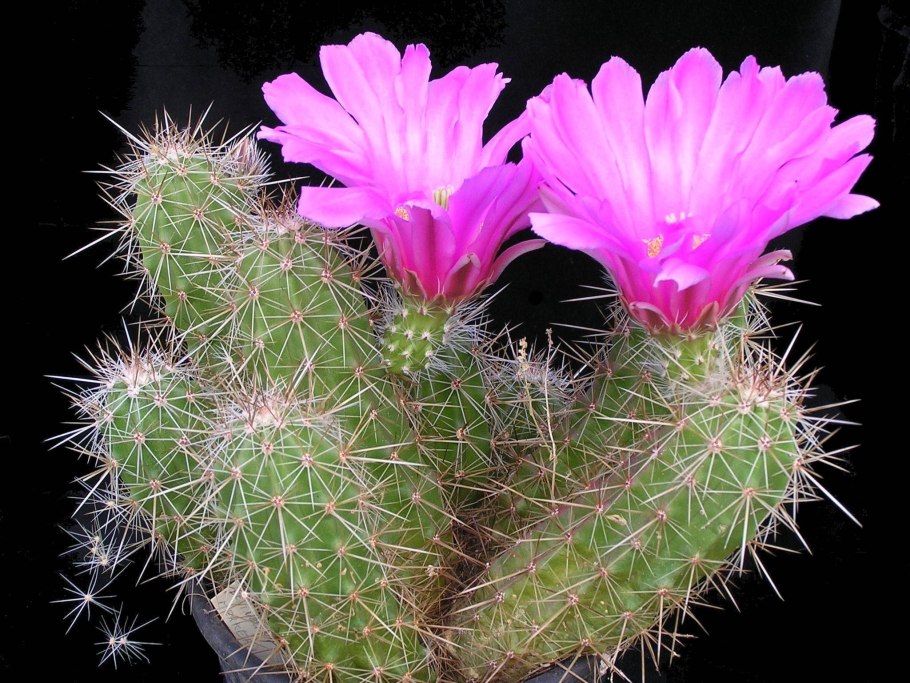 Echinocereus viridiflorus