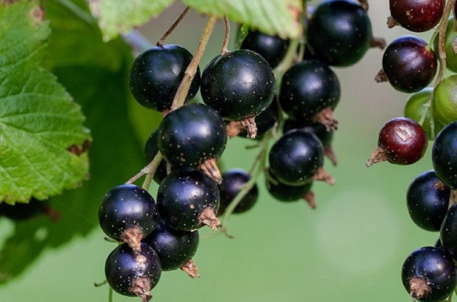 Смородина черная (ribes nigrum l.)