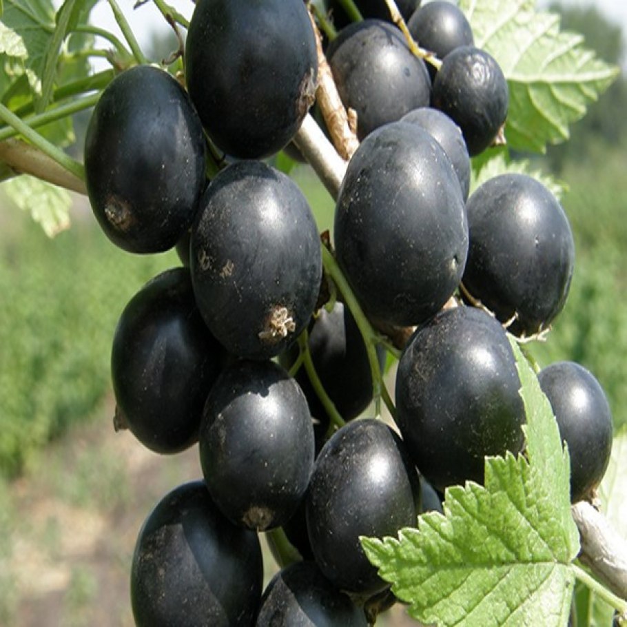 Смородина черная Лучия