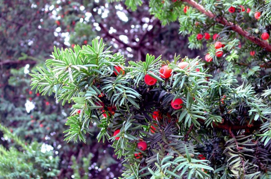 Тис ягодный Taxus baccata