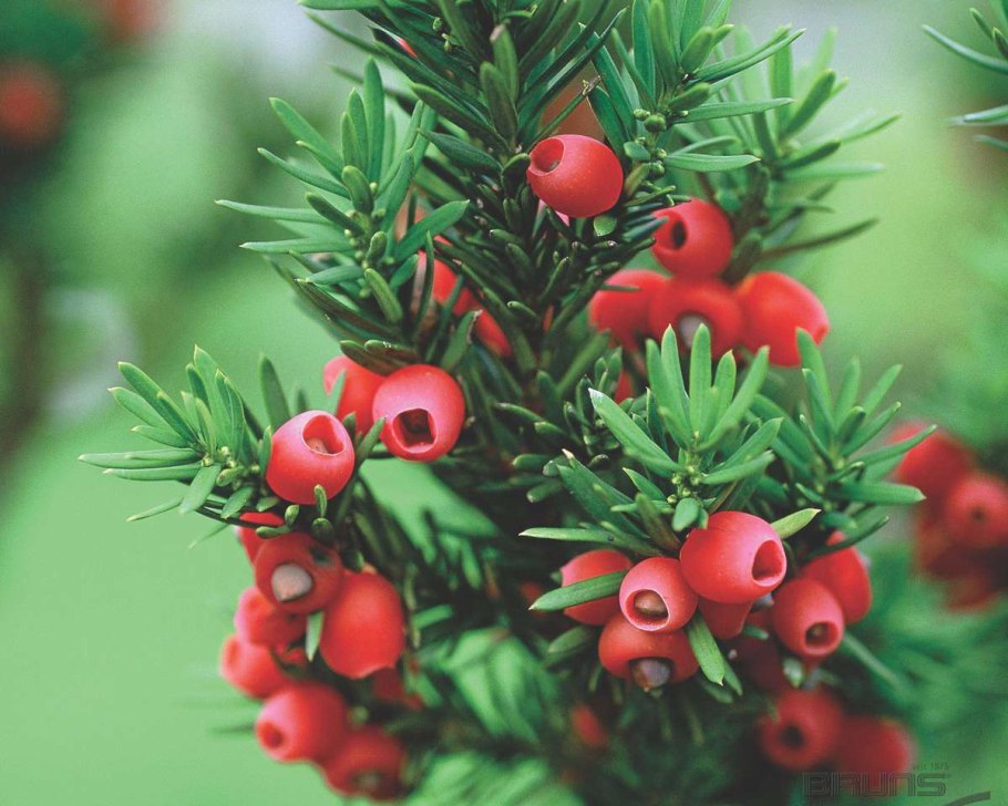 Тис ягодный "Taxus