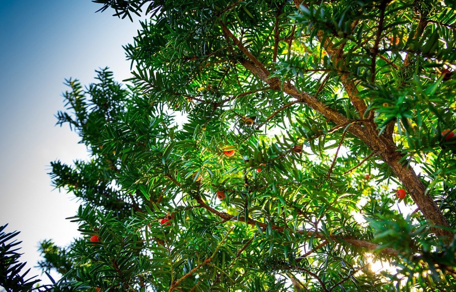 Ареал Taxus baccata