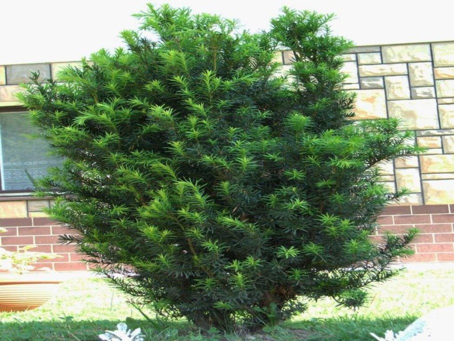 Тисс ягодный (Taxus baccata