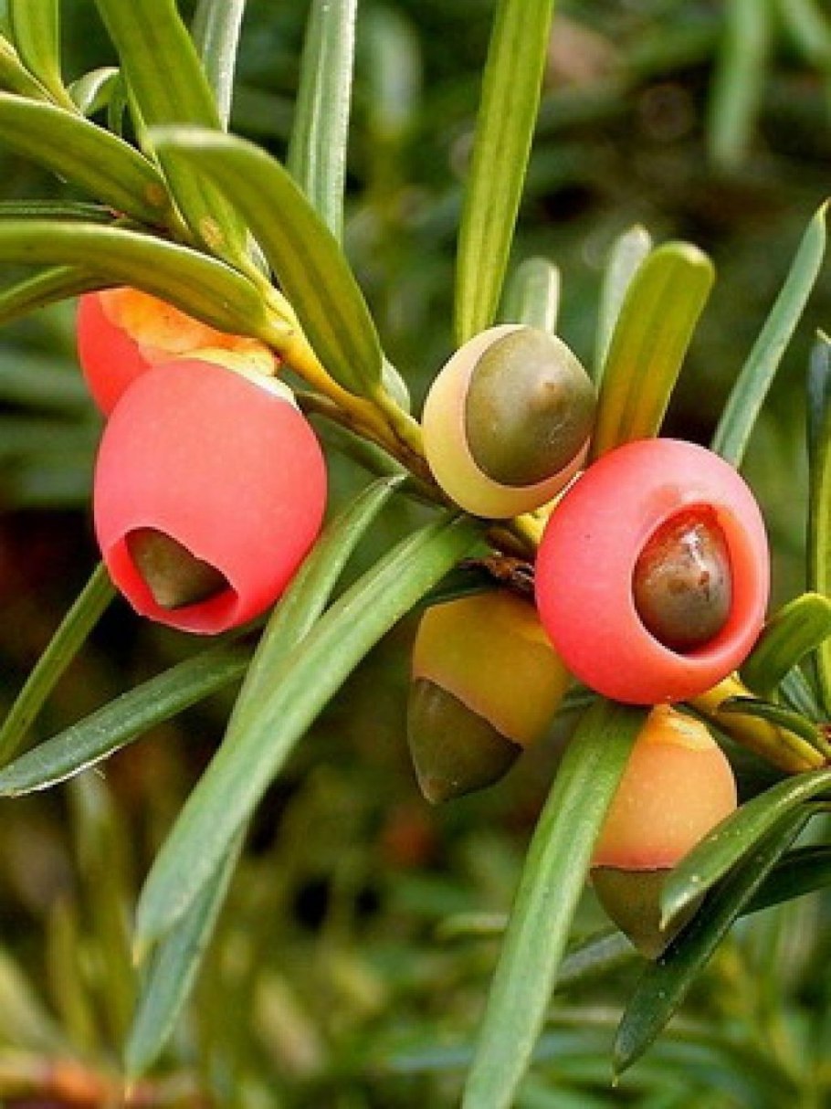 Тис дерево ядовитое