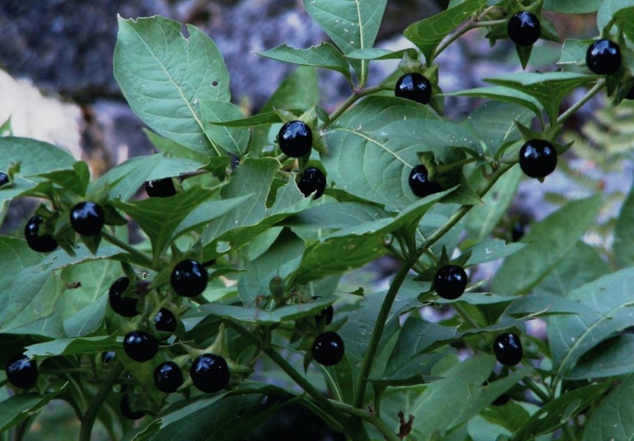 Atropa Belladonna растение