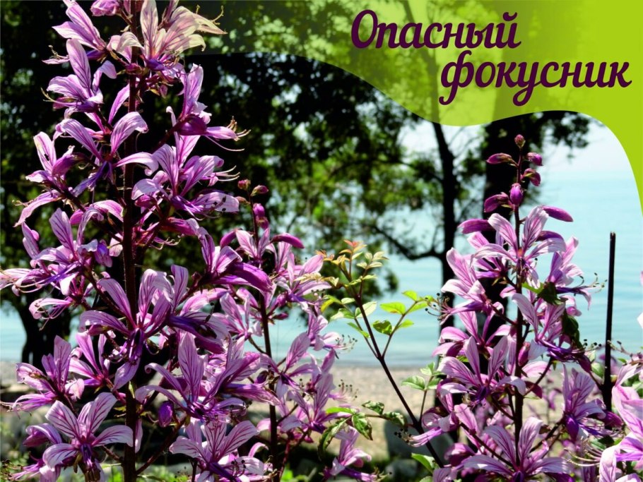 Морозник кустарник