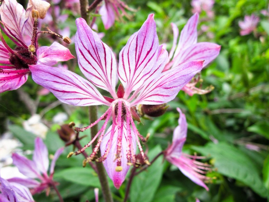 Морозник (Helleborus) кавказский