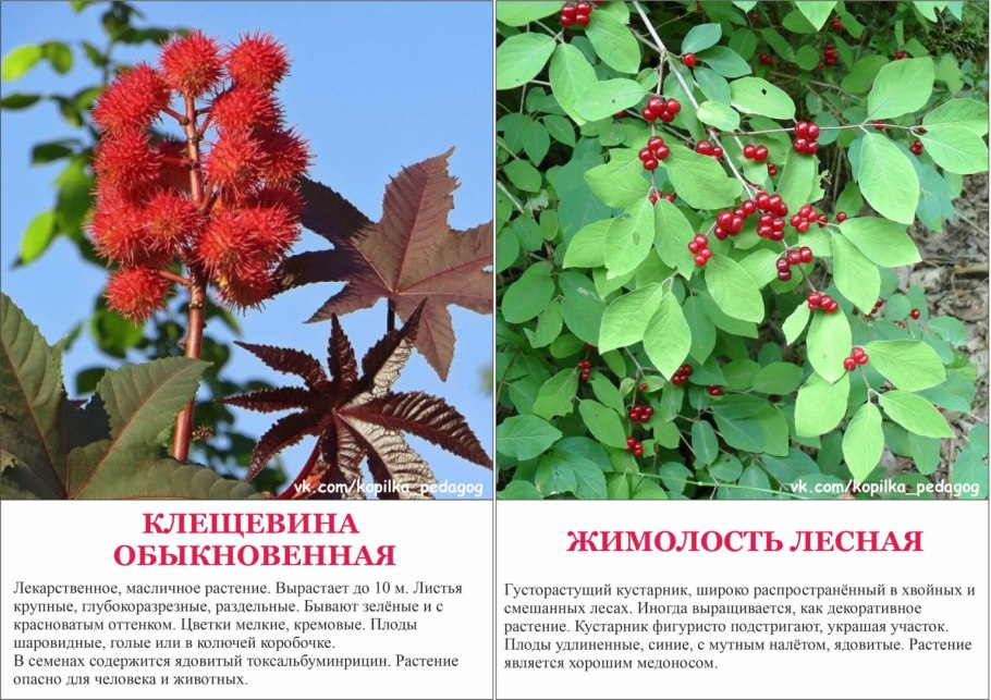 Борщевик Сосновского ядовитое растение