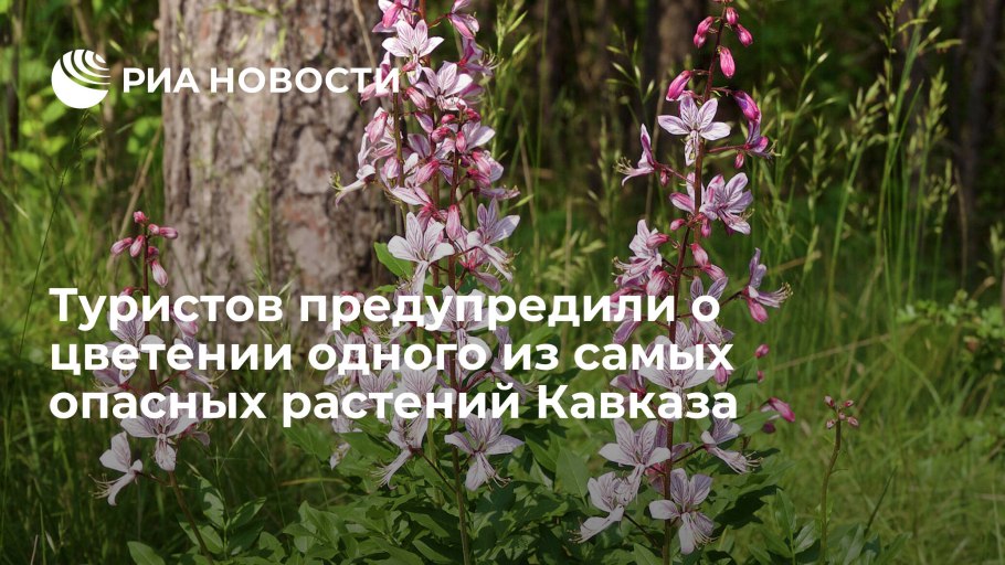 Морозник зимовник