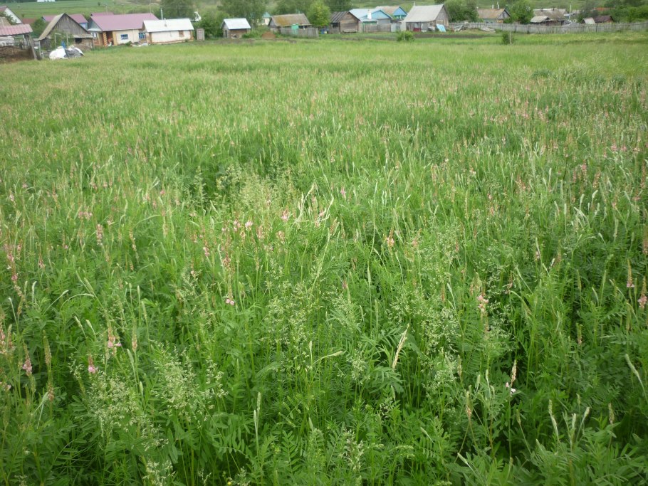Эспарцет на сенаж