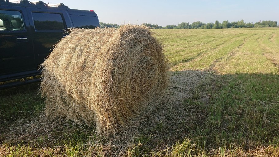 Многолетние травы для сенокоса