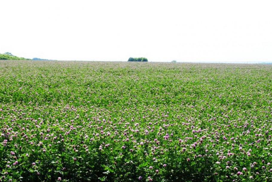 Клевер луговой красный поле