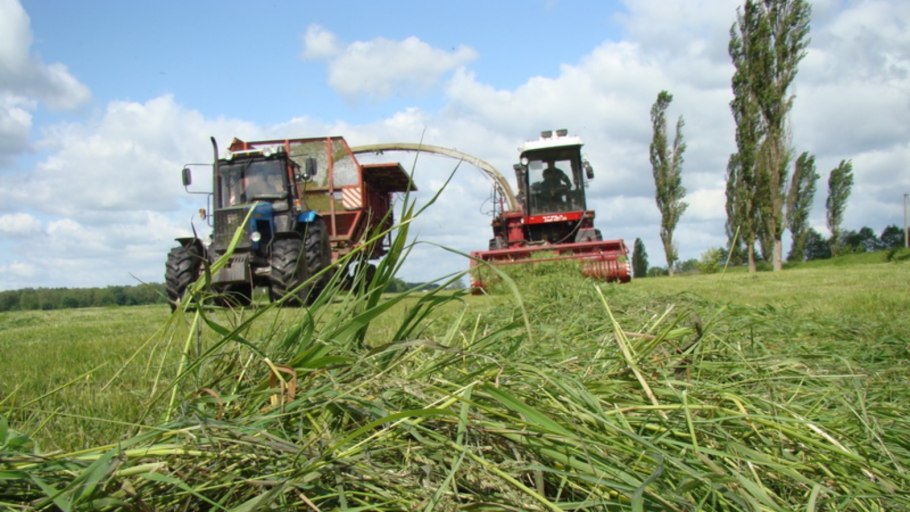 Суданка многолетняя трава серп