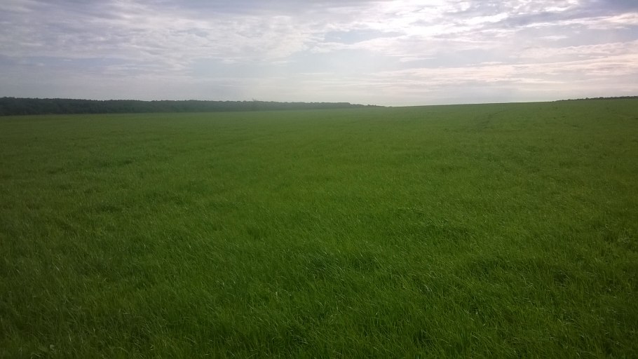 Мятлик Луговой семена