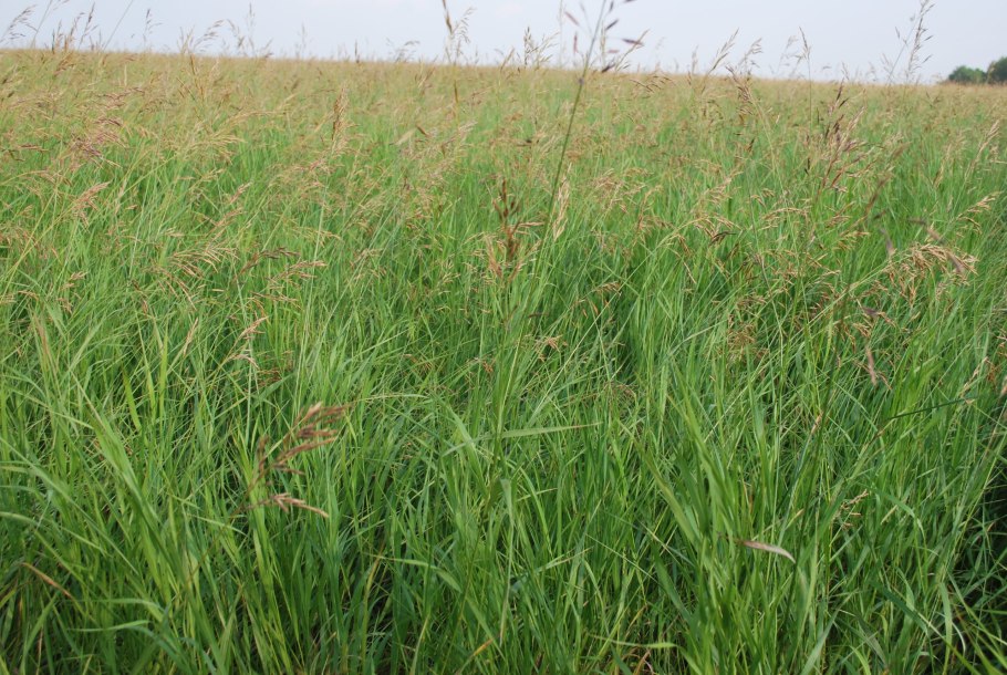 Уборка многолетних трав