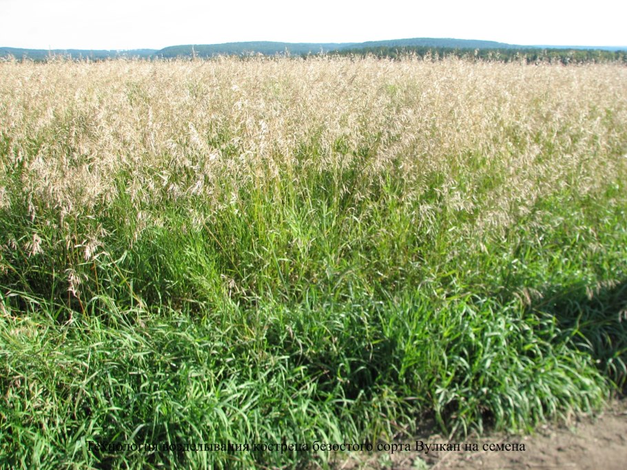 Многолетние травы для скота