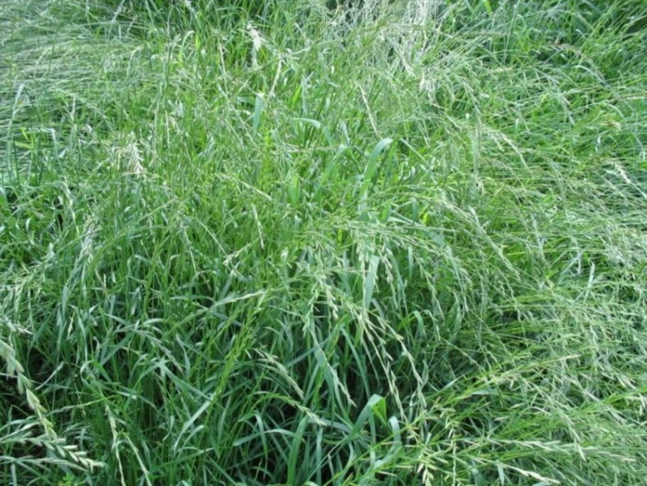 Многолетние травы АГРОСПЕКТР