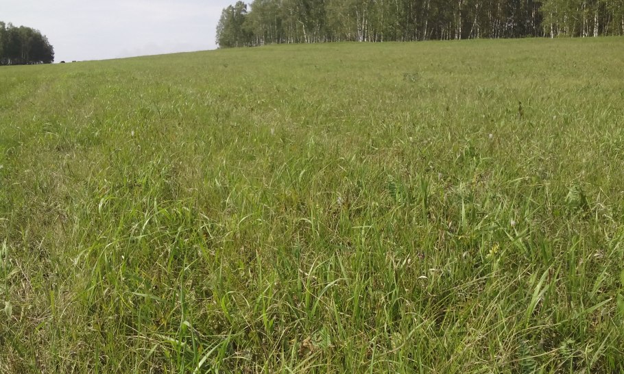 Сенаж райграс