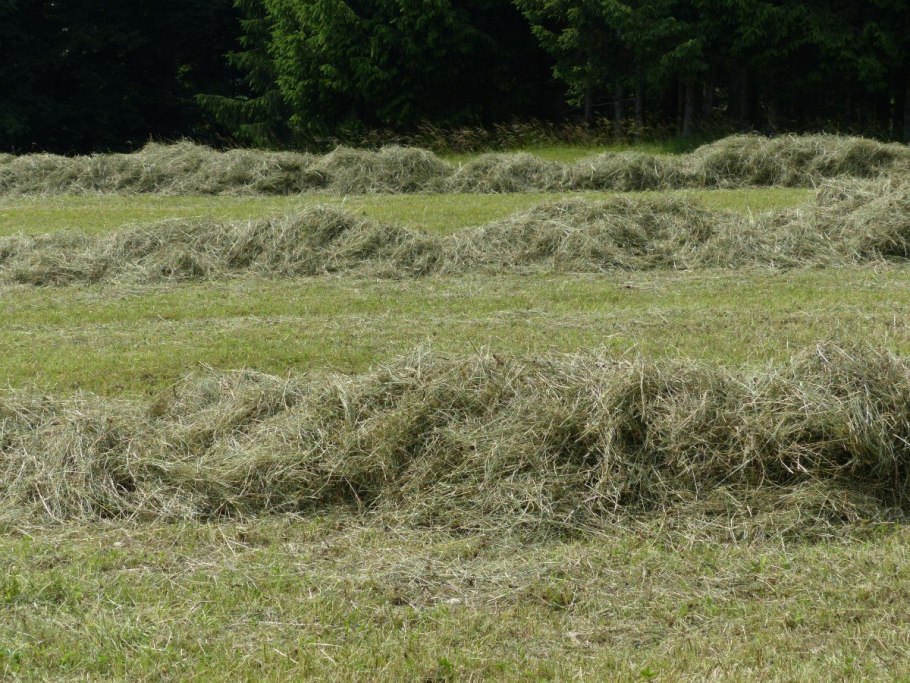 Кострец безостый