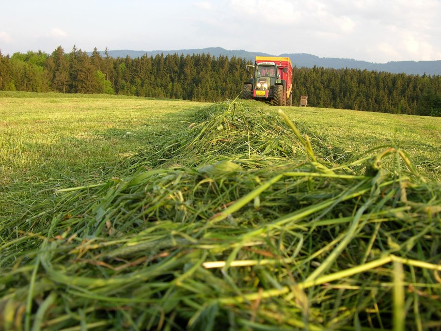 Тимофеевка мелколистная