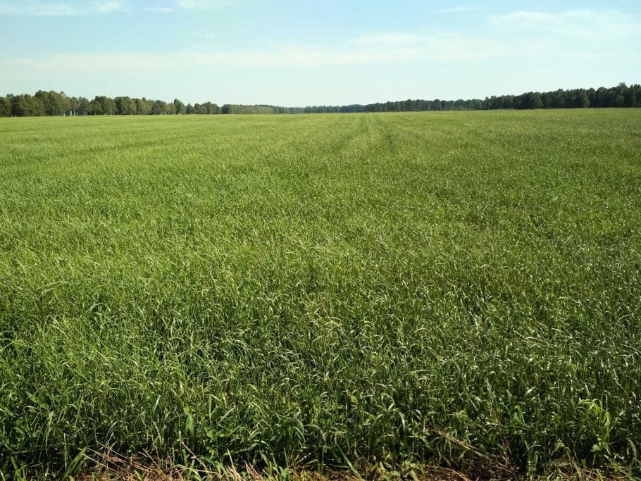 Трава райграс многолетний