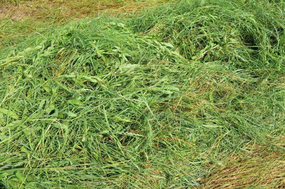 Многолетние сеяные травы