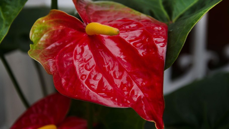 Антуриум Шелл коралл