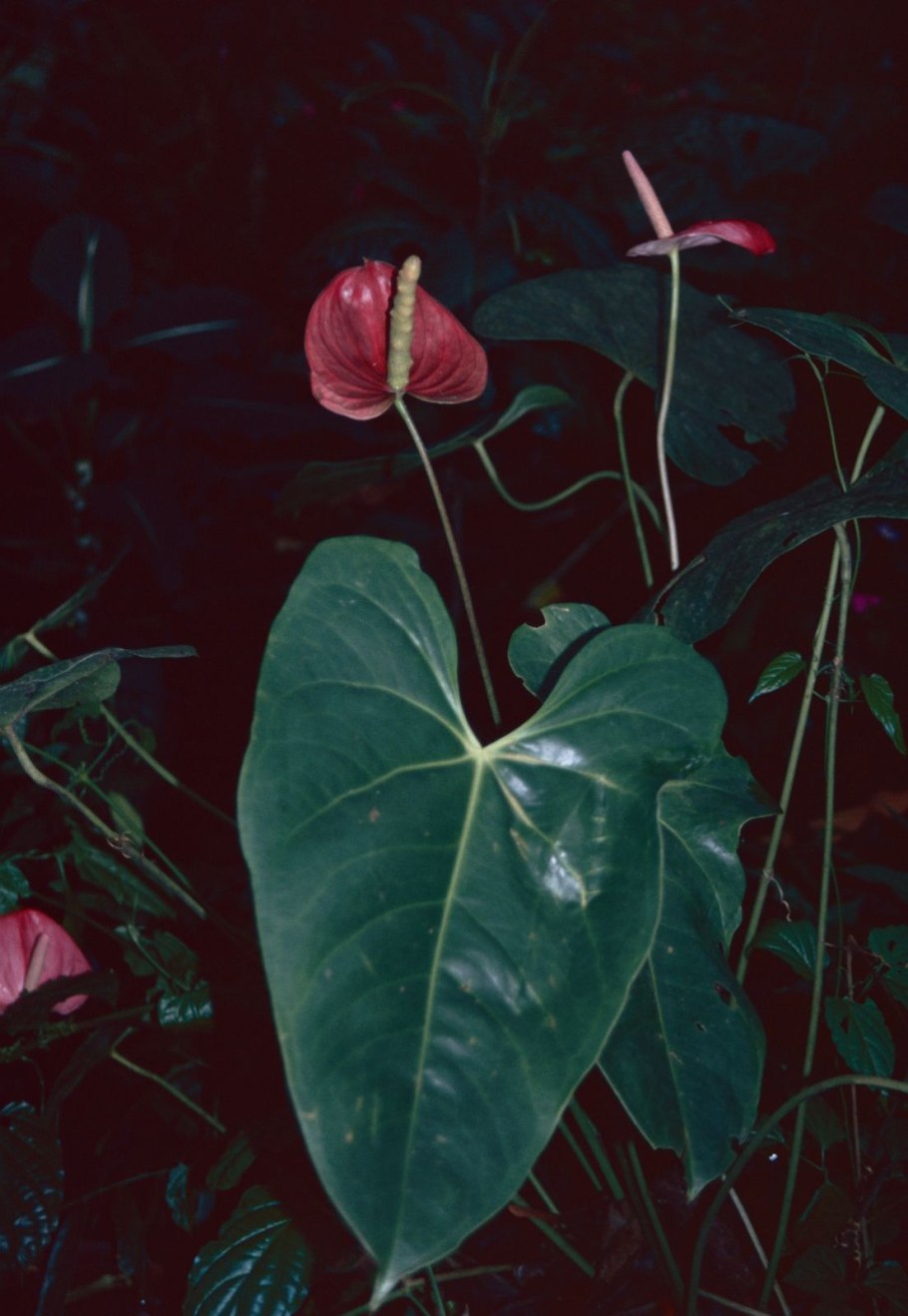 Септориоз Антуриум Андре