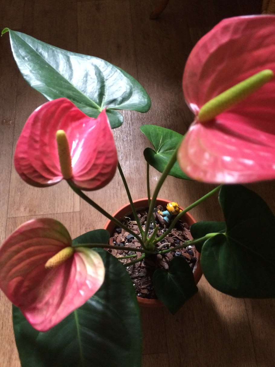 Антуриум микс цветок