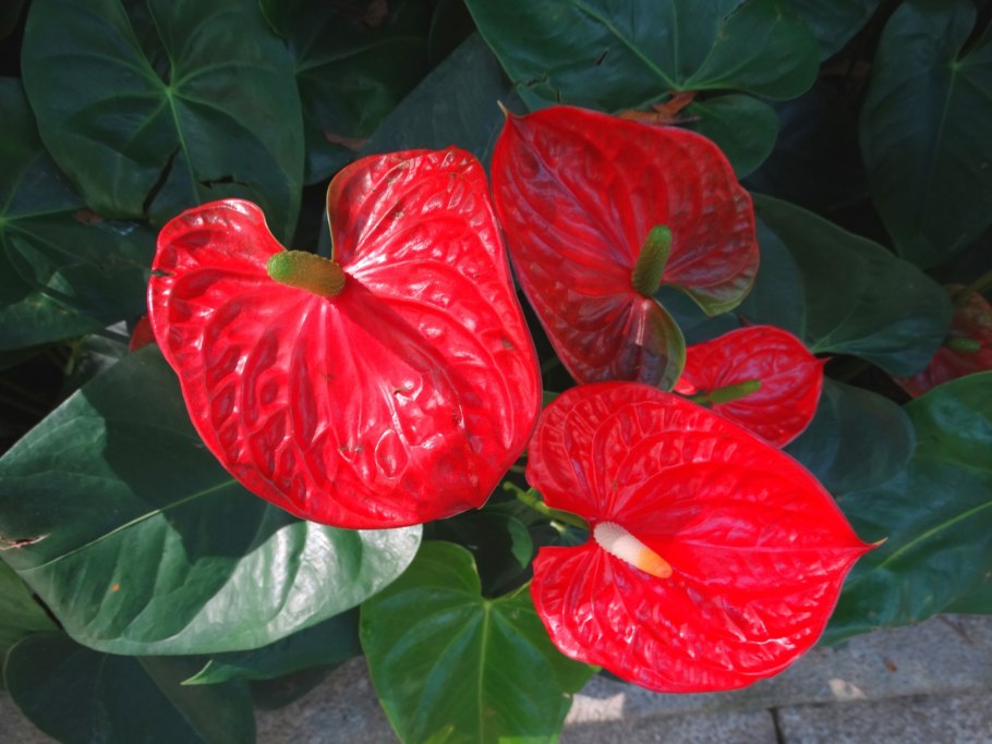 Антуриум андреевум Синтра