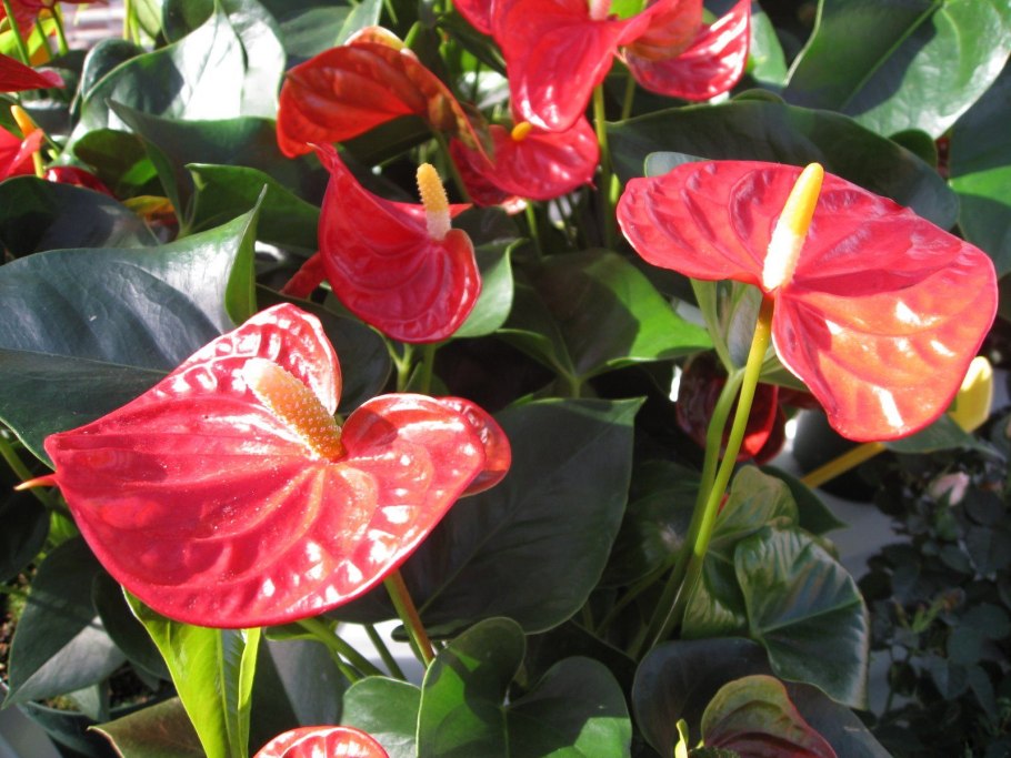 Антуриум Кентукки