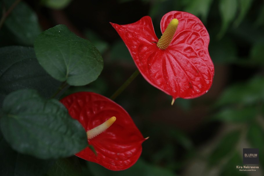 Антуриум Андре красный