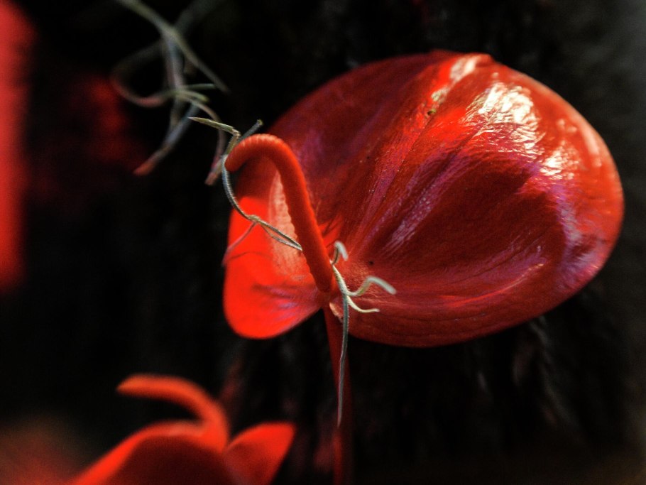 Антуриум Oklahoma